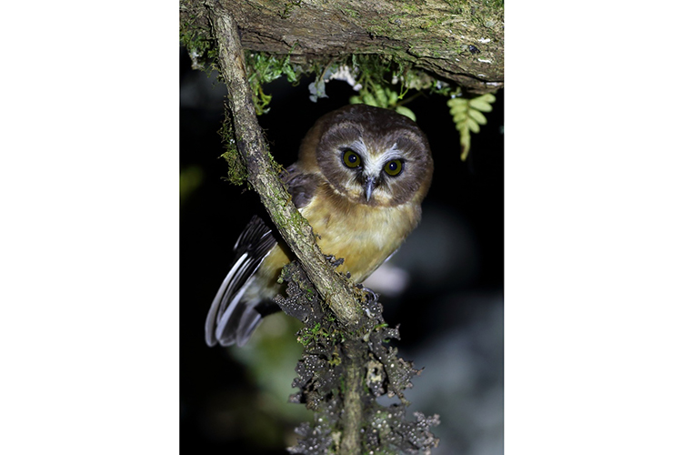 Unspotted Saw-whet Owl Panama