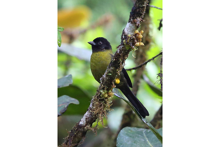 Yellow-green Finch Panama