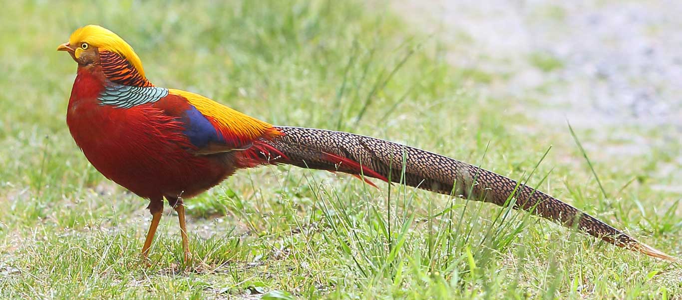 China nature tour image of Golden Pheasant, Tangjihae National Park