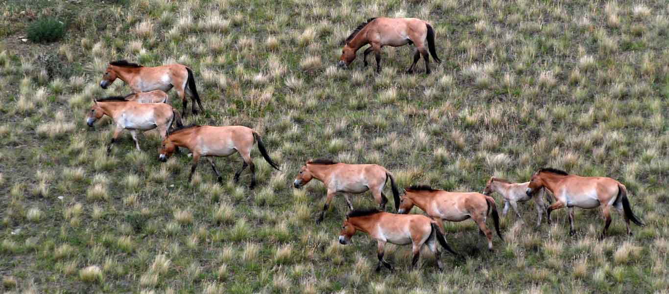 Mongolia tour image showing Przewalski Horses