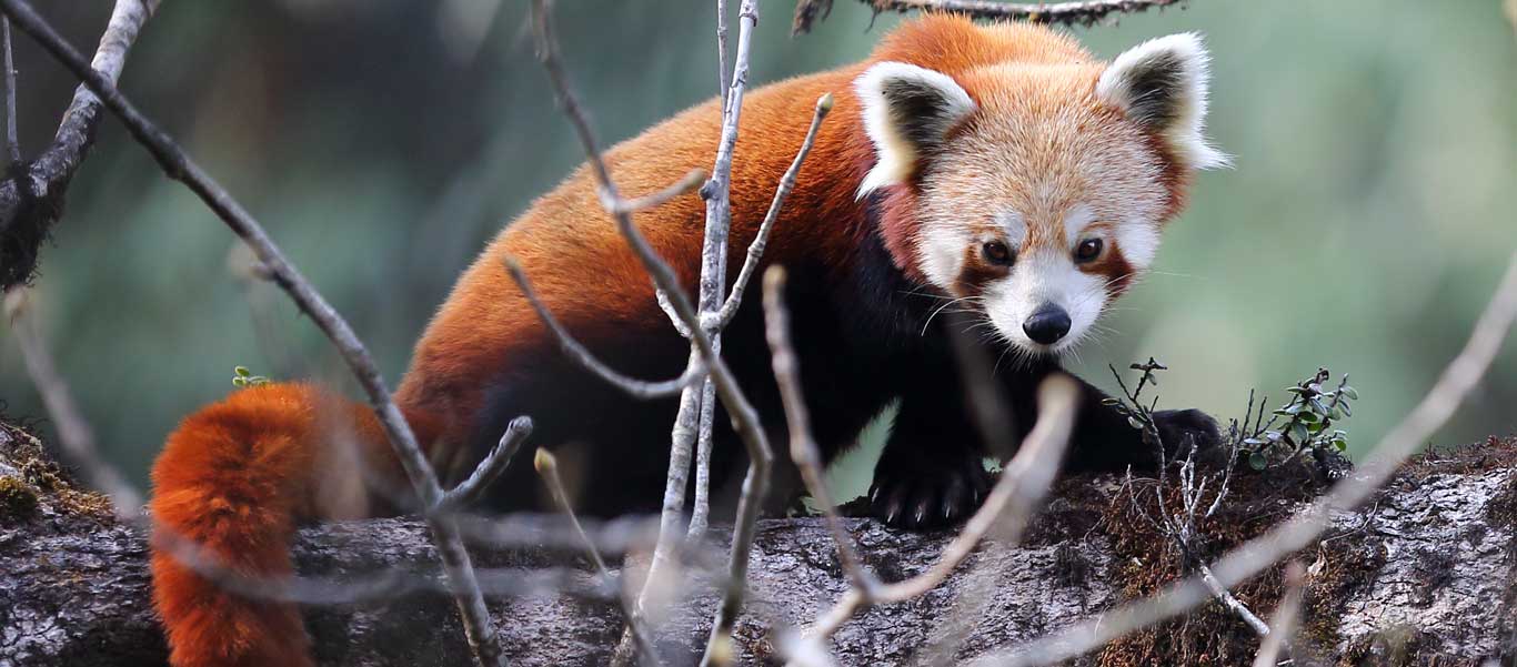 China nature & wildlife tour photo of Red Panda