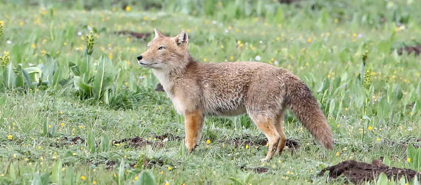 China nature tour image of Tibetan Fox