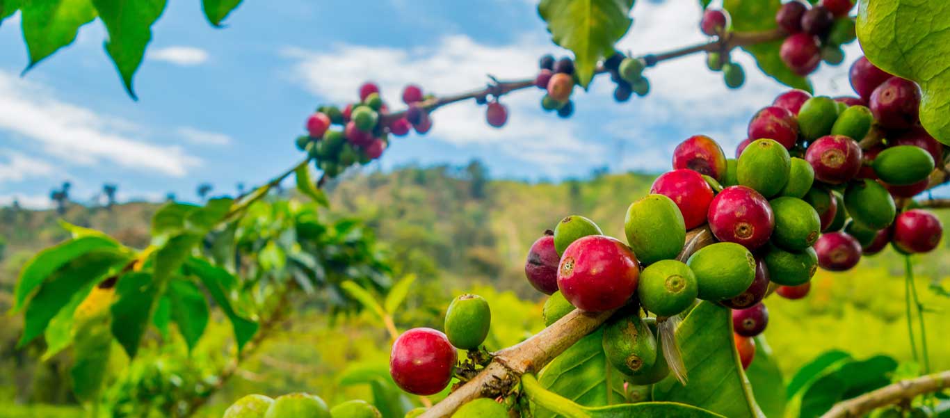 Colombia travel photo of a coffee plant