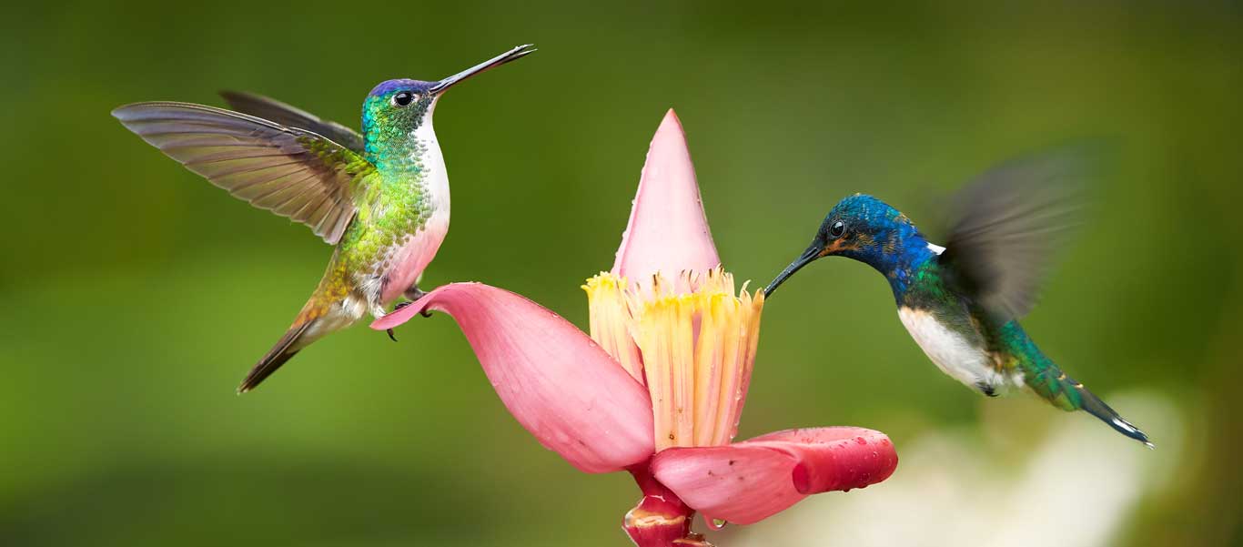 Colombia tour photo showing White-necked Jacobin hummingbirds