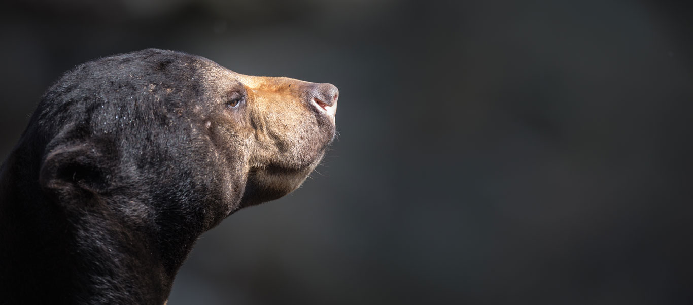 Orangutan tours portrait of a Malayan Sun Bear