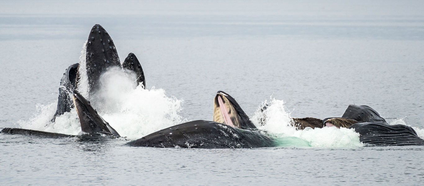 Alaska inside passage cruise photo showing Humpback Whales bubble net feeding