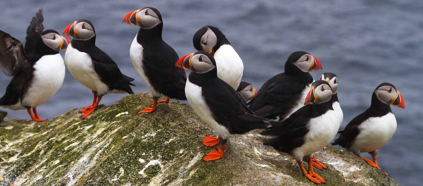 Canadian Arctic Greenland Cruise image of Atlantic Puffins