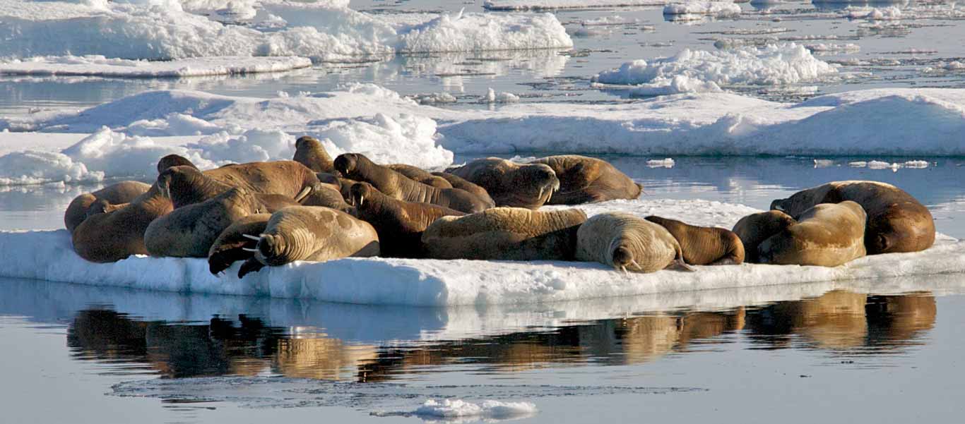 Canadian Arctic Greenland Cruise of Walrus hauled out on ice