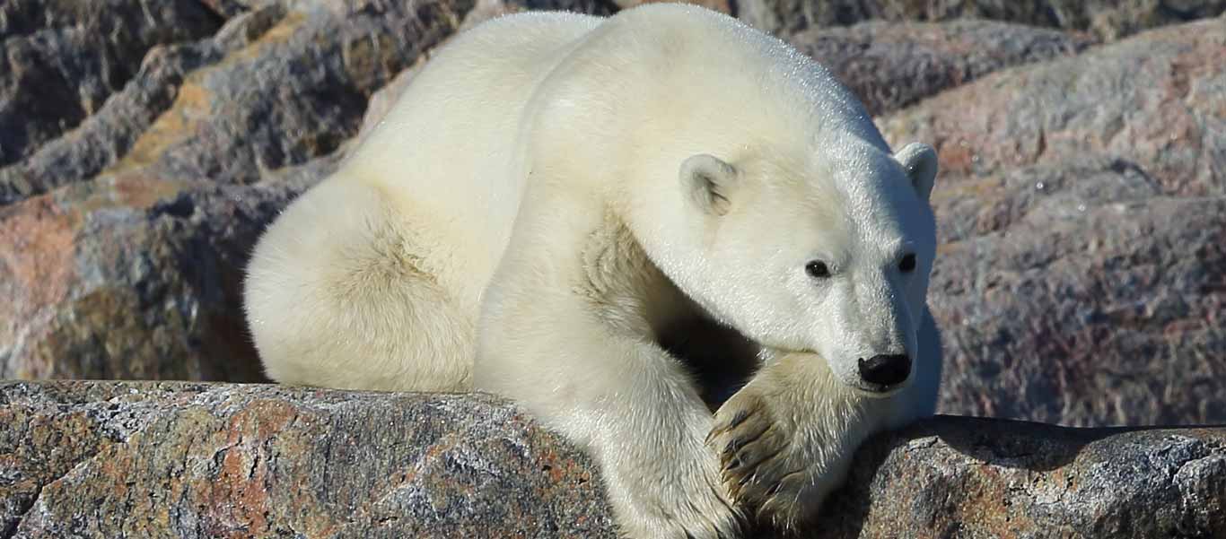 Canadian Arctic Greenland Cruise portrait of a Polar Bear