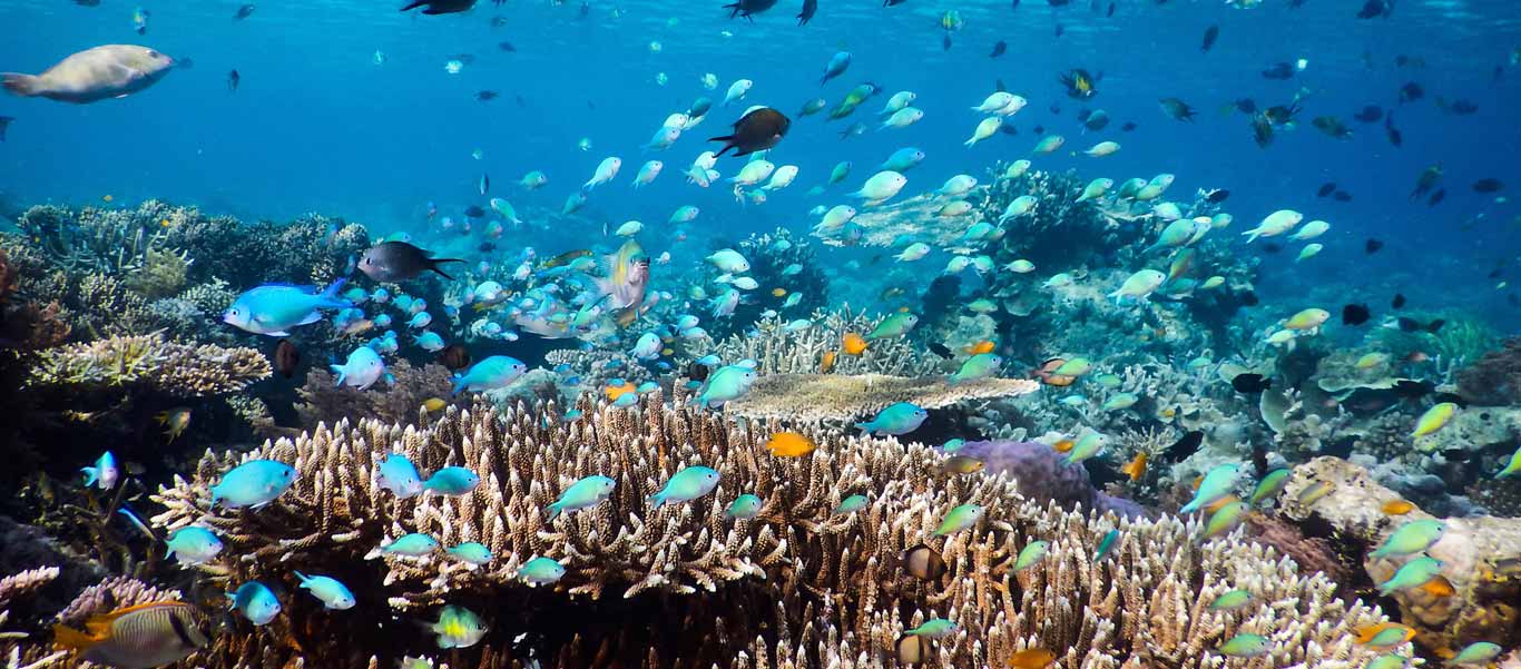 Spice islands cruise photo of colorful reef