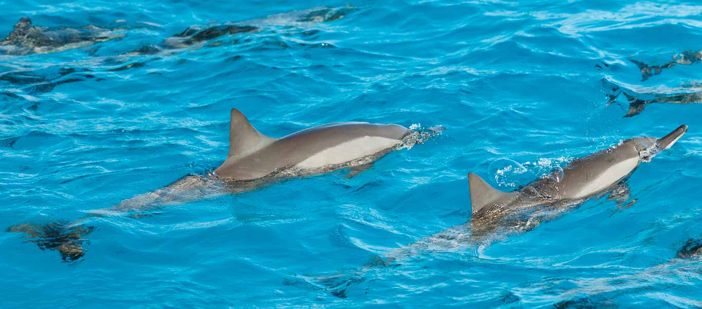 Raja Ampat Islands cruise photo of Spinner Dolphins in crystal clear water