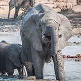 elephant-at-waterhole-zimbabwe