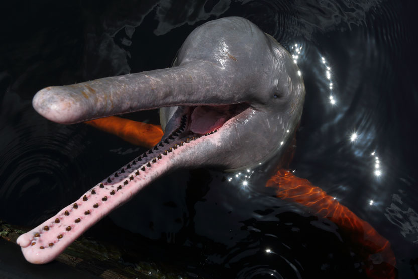 Brazil Amazon tours image of Pink River Dolphin