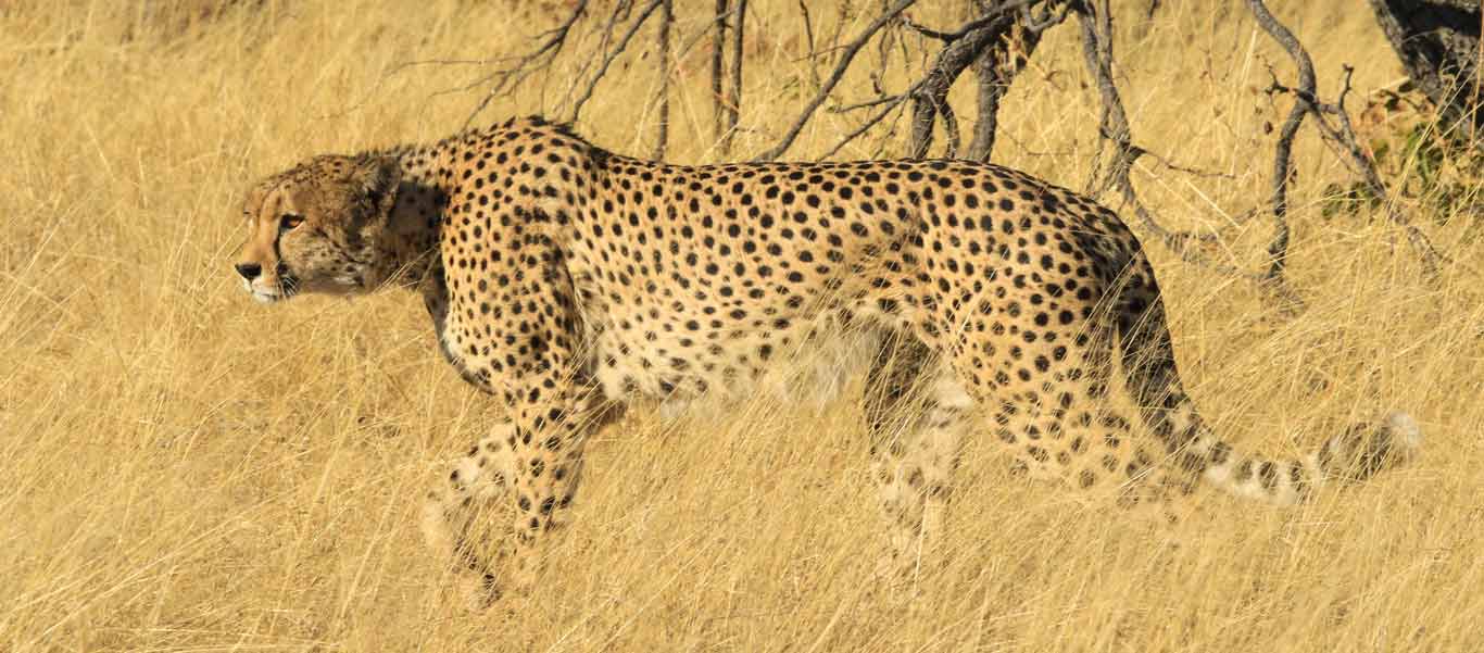 Zimbabwe safari tour photo of a Cheetah