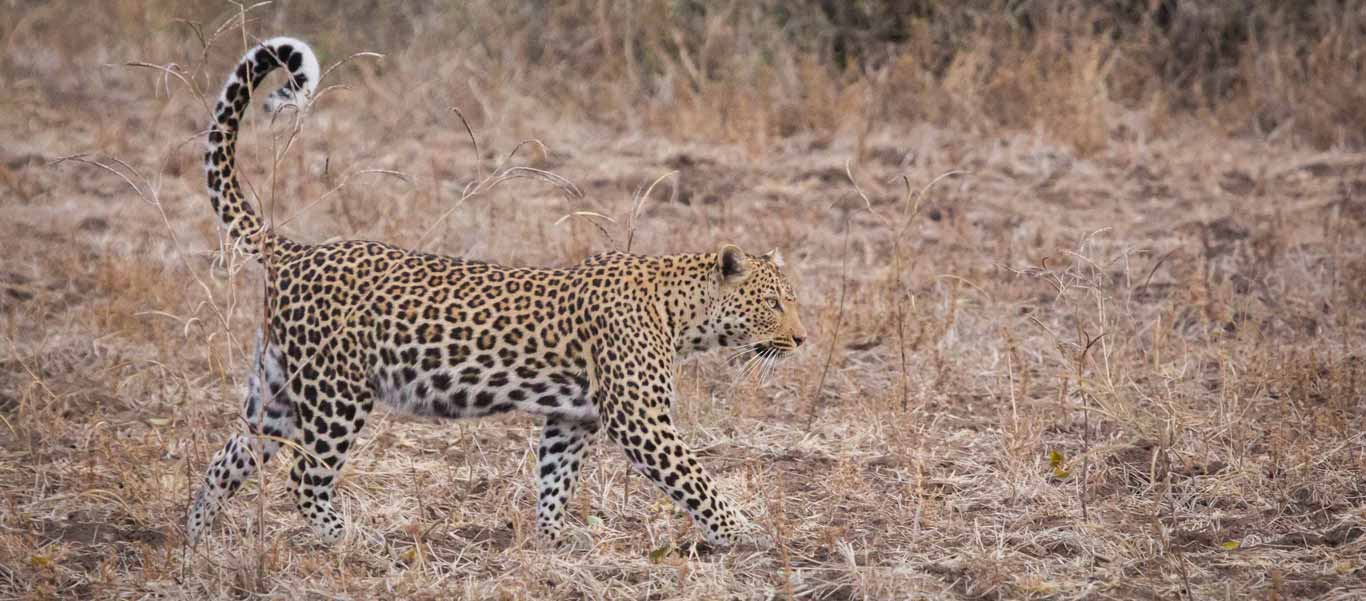 Zimbabwe safari image of Leopard