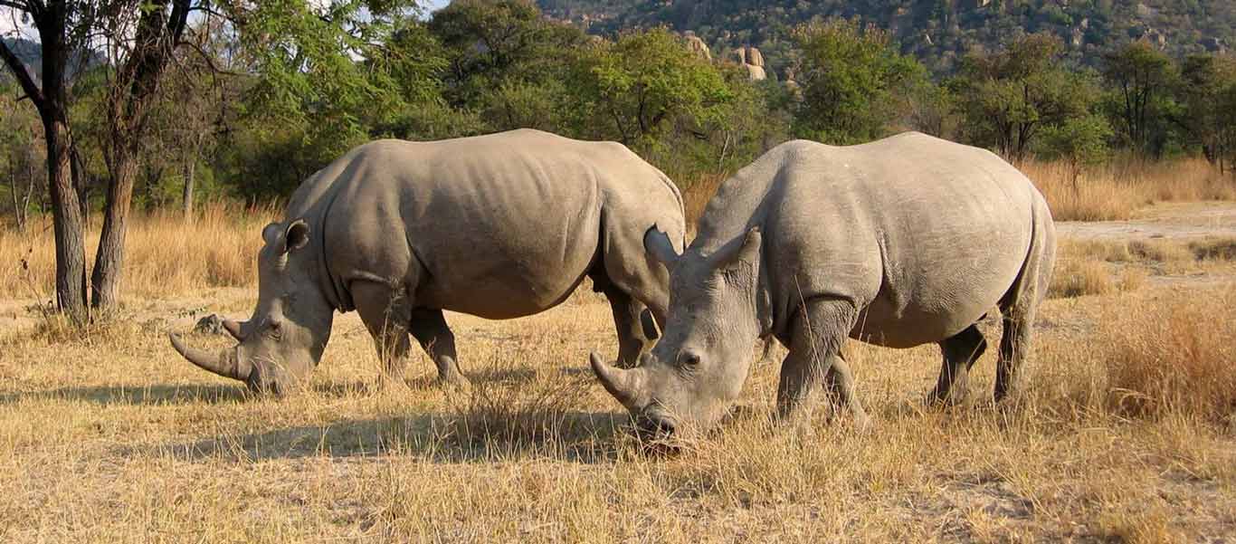 Zimbabwe safari photo of White Rhinos