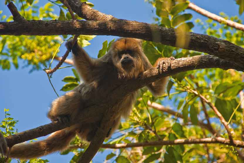 Northern Argentina and Chile Tour photo of Howler Monkey