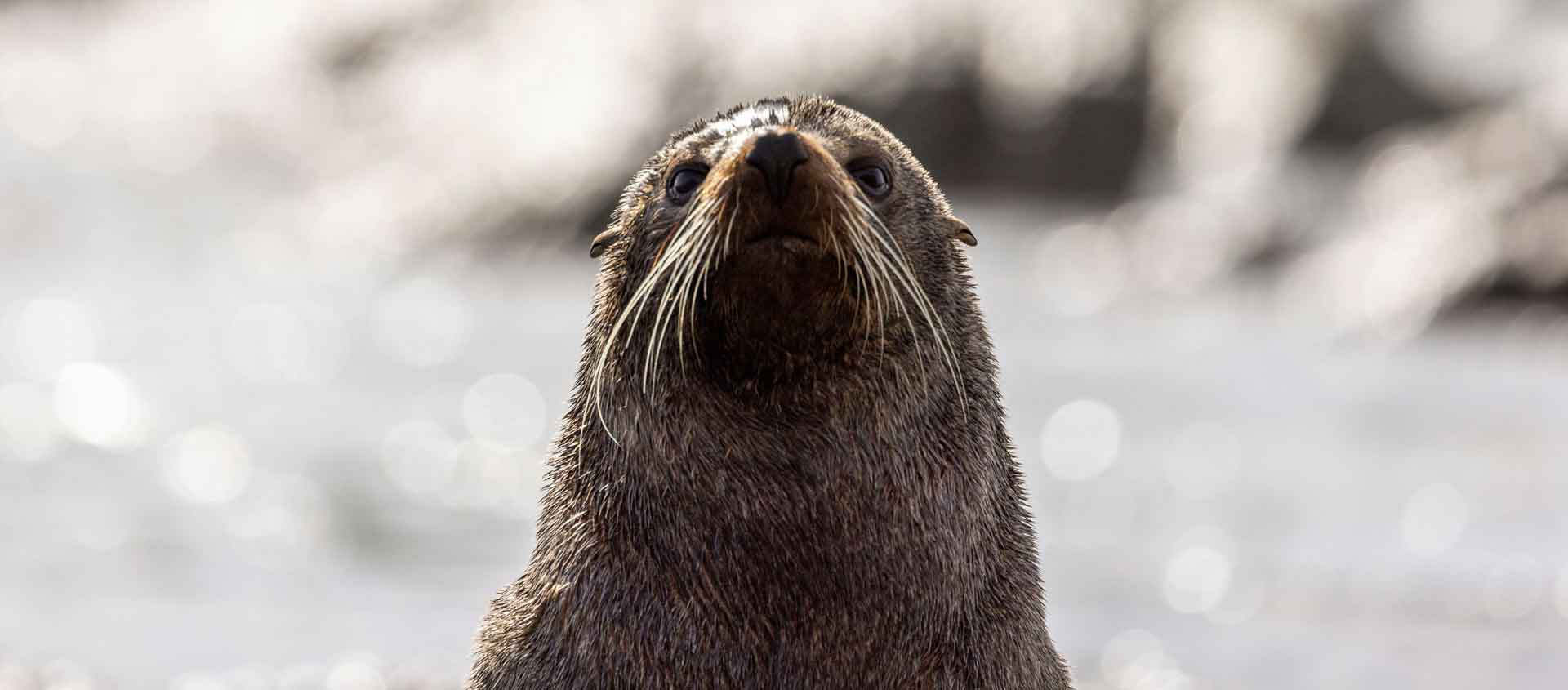 Fiordland cruise close-up photo of a New Zealand Fur Seal