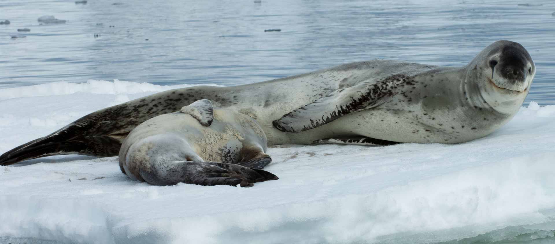 Cruise South of the Antarctic Circle photo of Leopard Seal