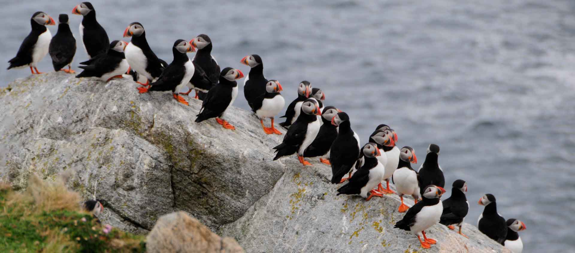British Isles and Norway Cruise photo of Atlantic Puffins