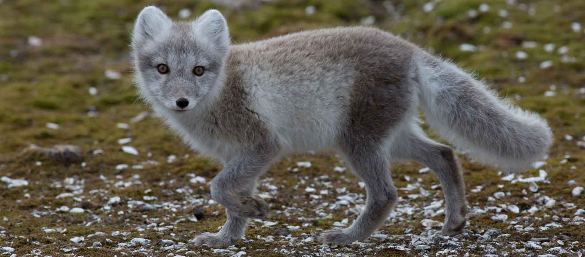 Baffin Island and Greenland image of Arctic Fox