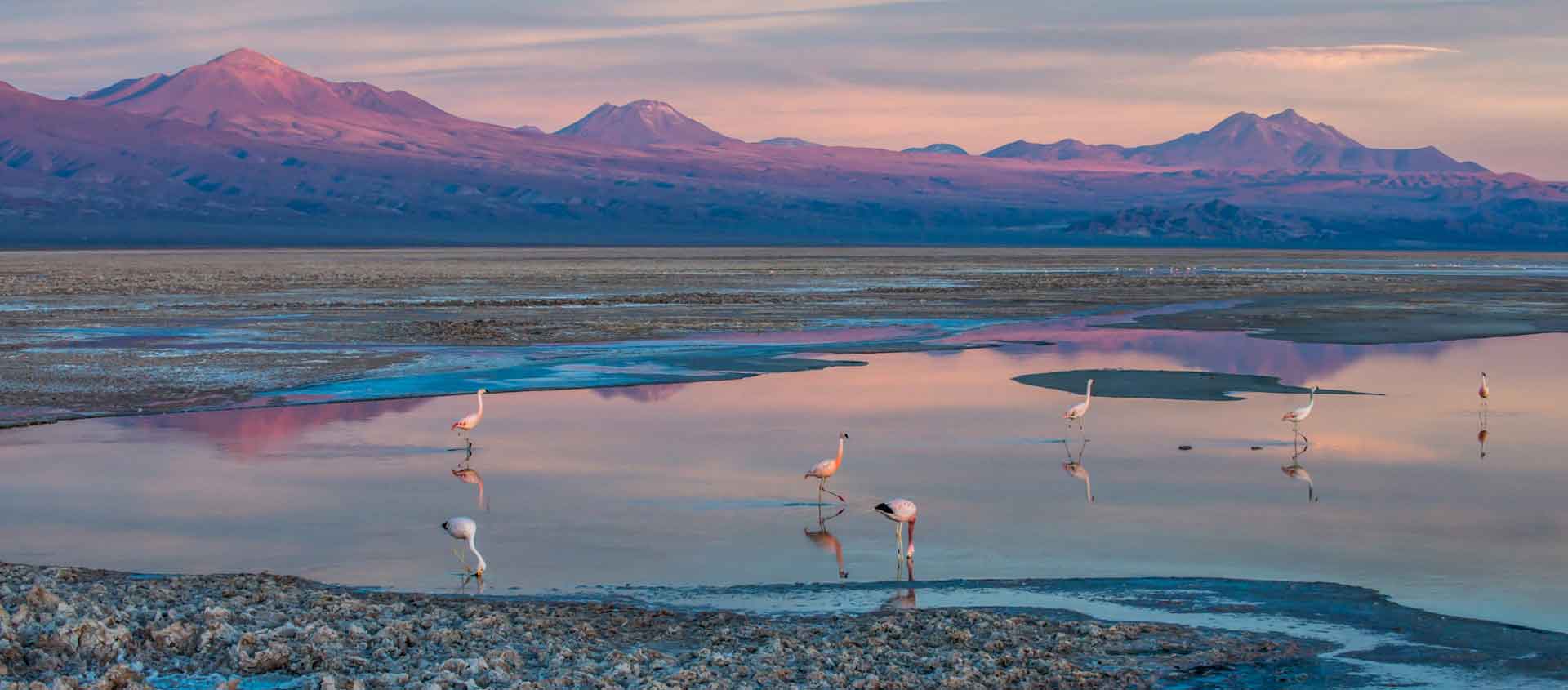 Northern Argentina and Chile Tour image of Atacama Salt Flat and Flamingoes