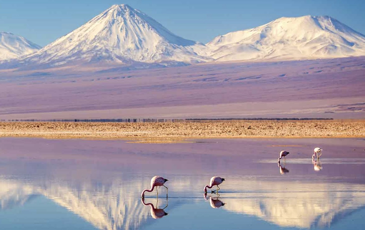 flamingos-in-lagoons-at-atacama-salt-flats