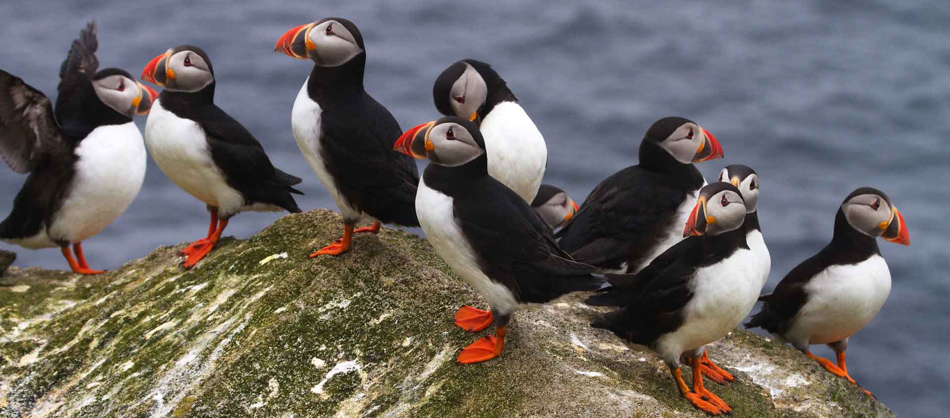 Baffin Island and Greenland photo of Atlantic Puffins