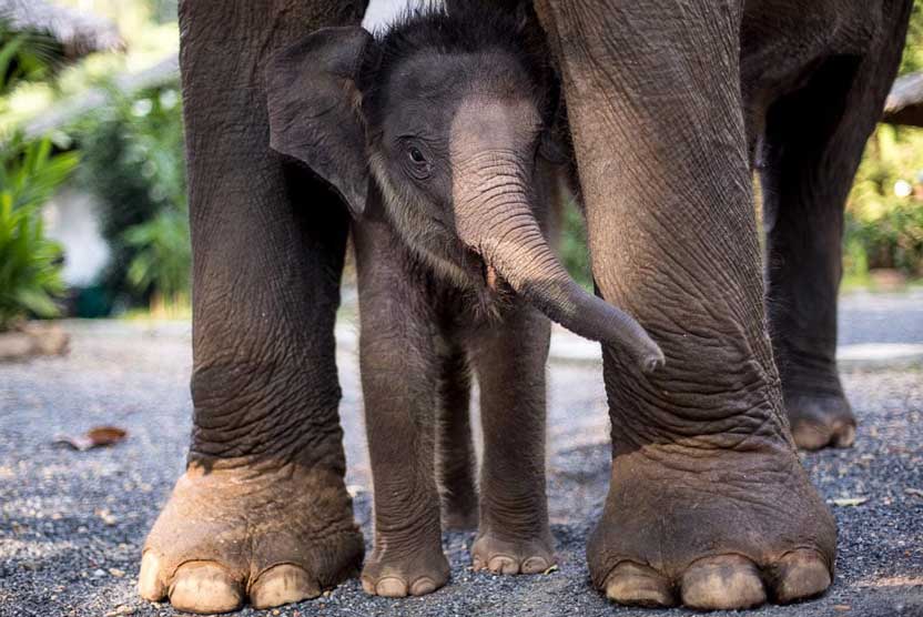 Thailand and Laos tours photo of a baby Asian Elephant.
