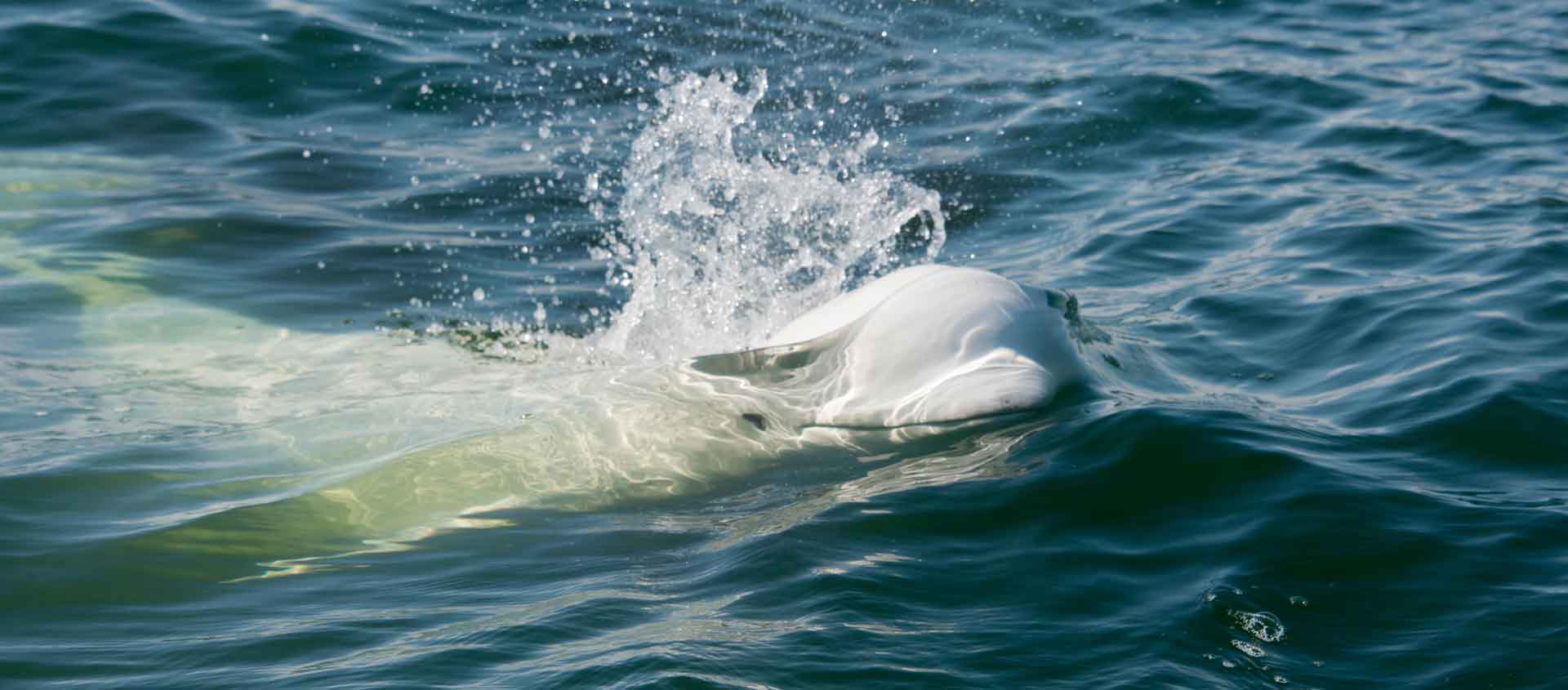 Baffin Island and Greenland picture of a Beluga Whale.