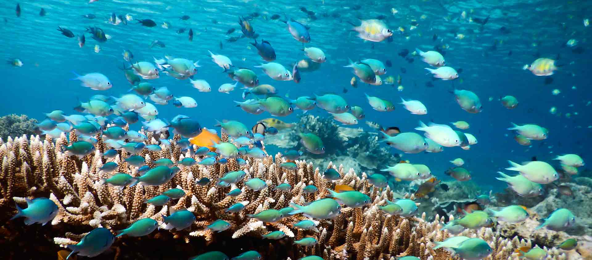 Fiji, Vanuatu, Solomon Islands, & Papua New Guinea Cruise underwater photo of reef fishes