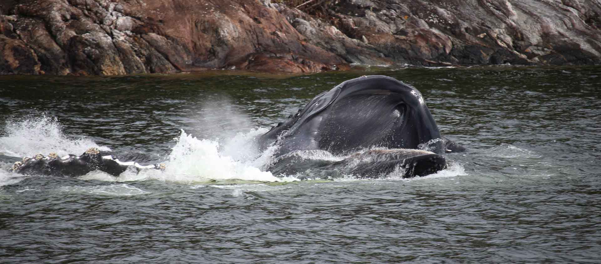 Canada spirit bear tour photo of bubble-net-feeding Humback Whale
