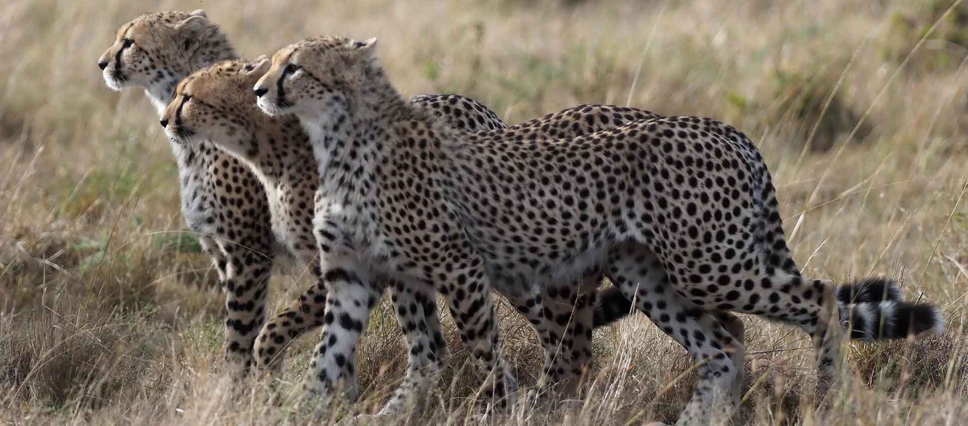 Kenya private wildlife reserves image of Cheetahs