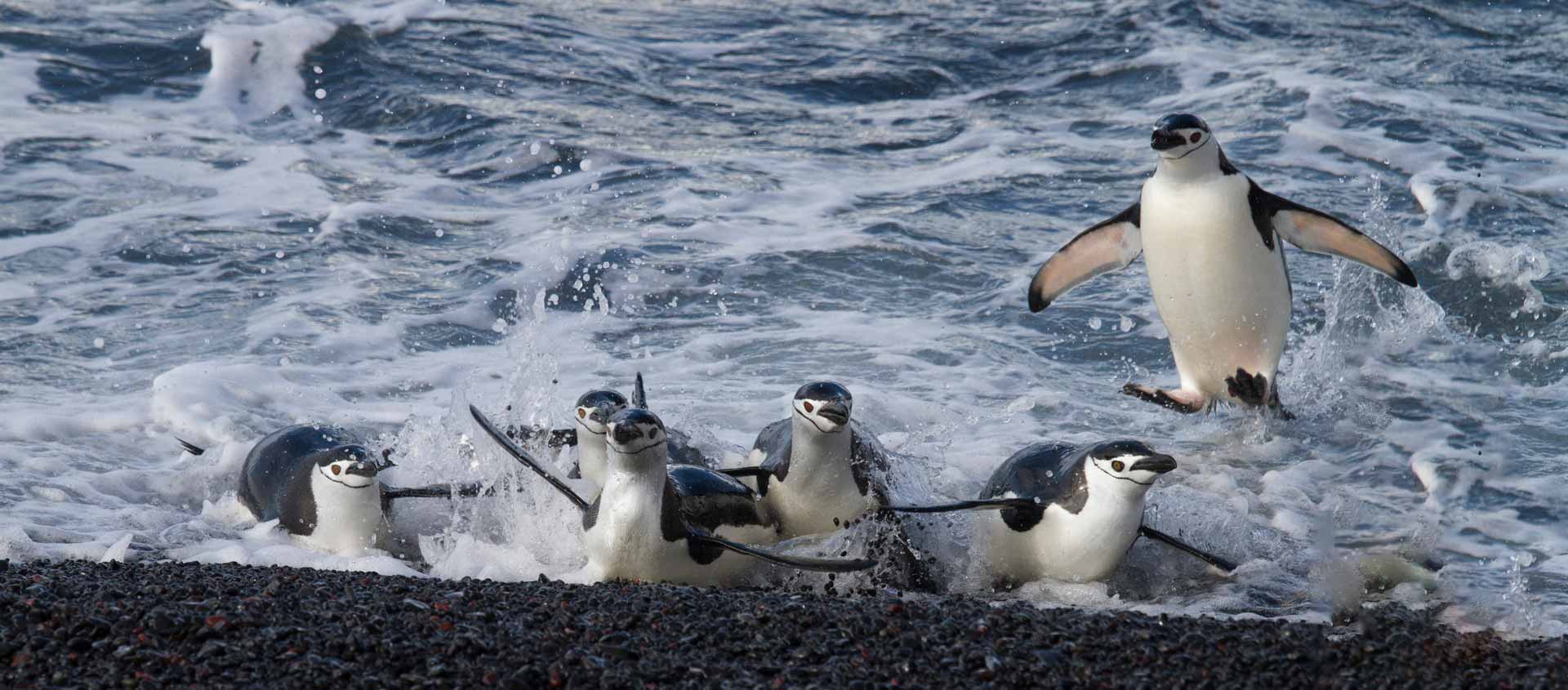 Antarctic Deep South photo of Chinstrap Penguins coming ashore