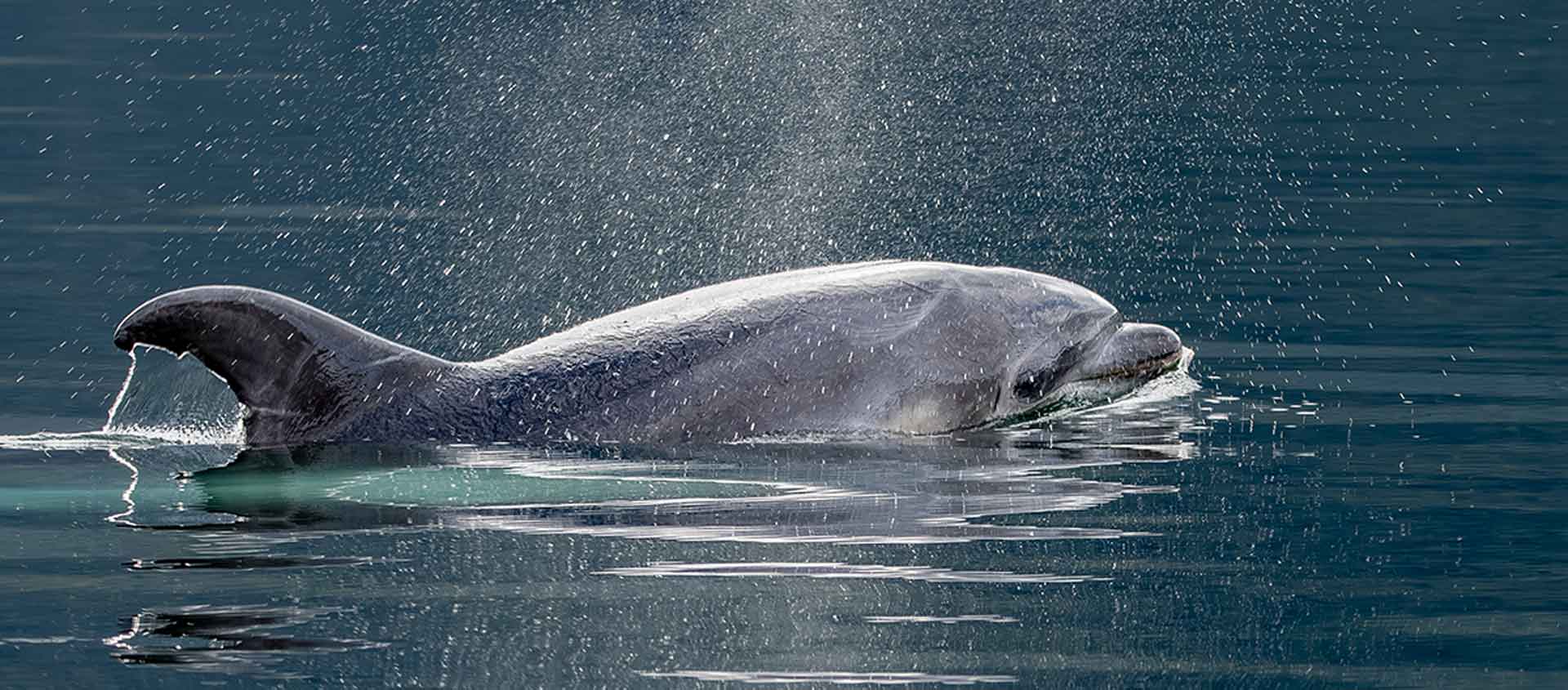Fiordland cruise image of a dolphin