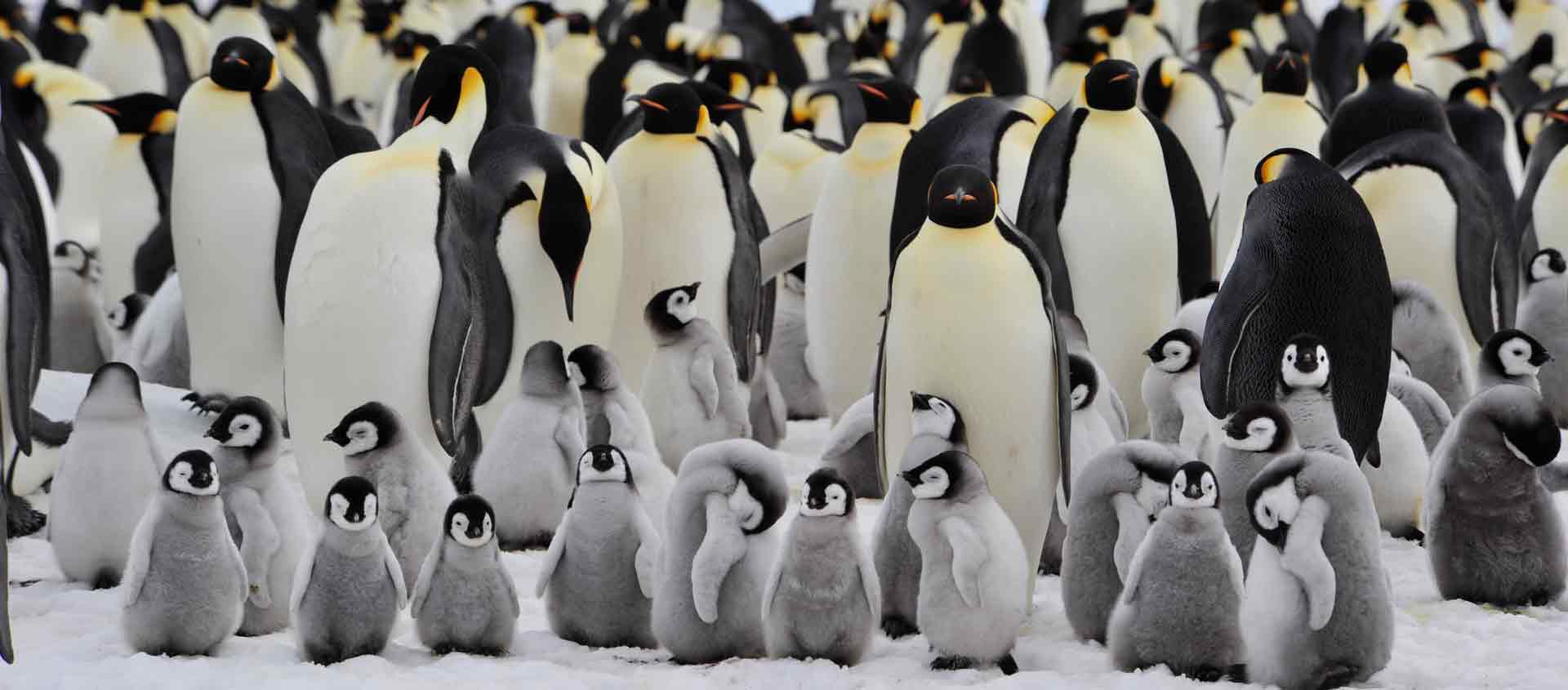 Emperor Penguin Cruise south of the Antarctic Circle image of Emperor Penguin Colony