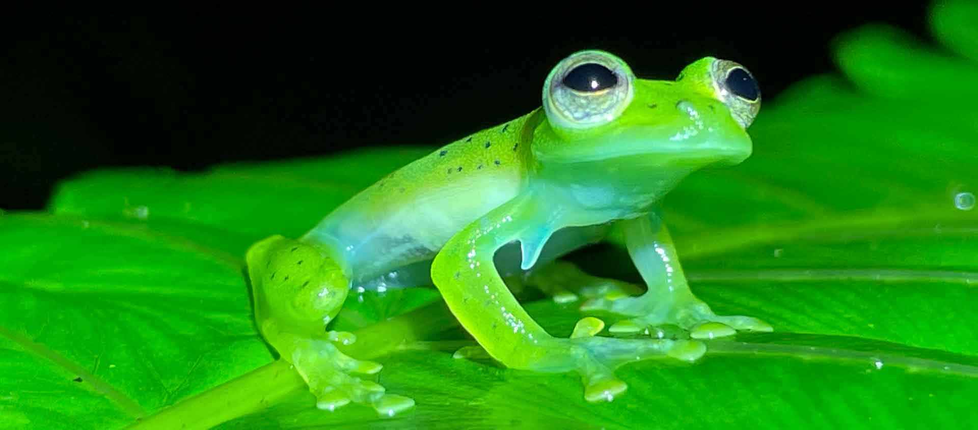 Galápagos Islands and Mashpi Reserve image of Glass Frog