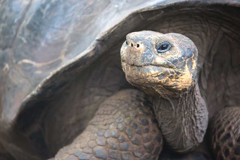 Galápagos Islands cruise and Mashpi Reserve portrait showing Giant Tortoise