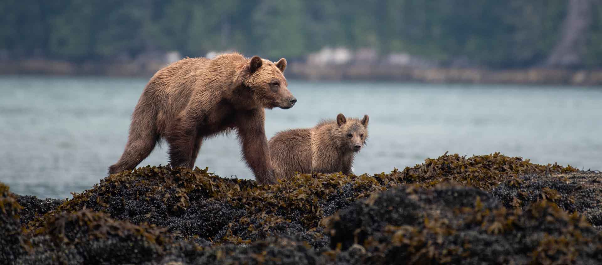 Great bear rainforest image of two grizzlies on the shore