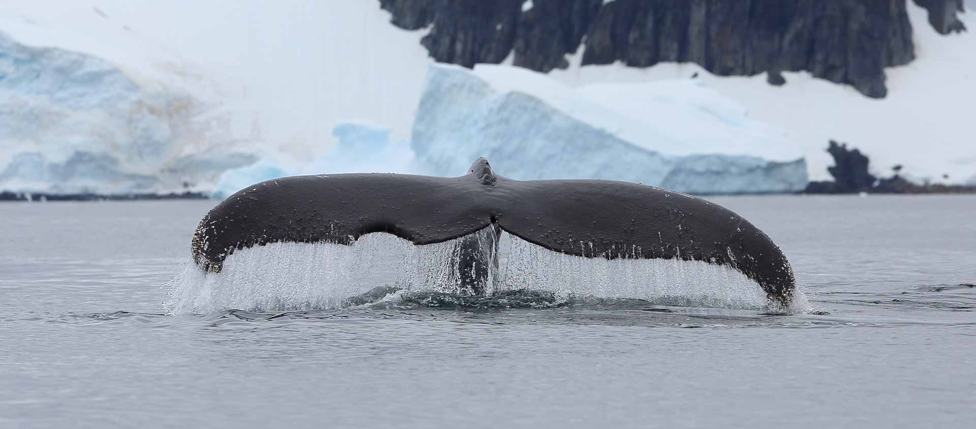 Deep South Antarctica photo of Humpback Whale Tail
