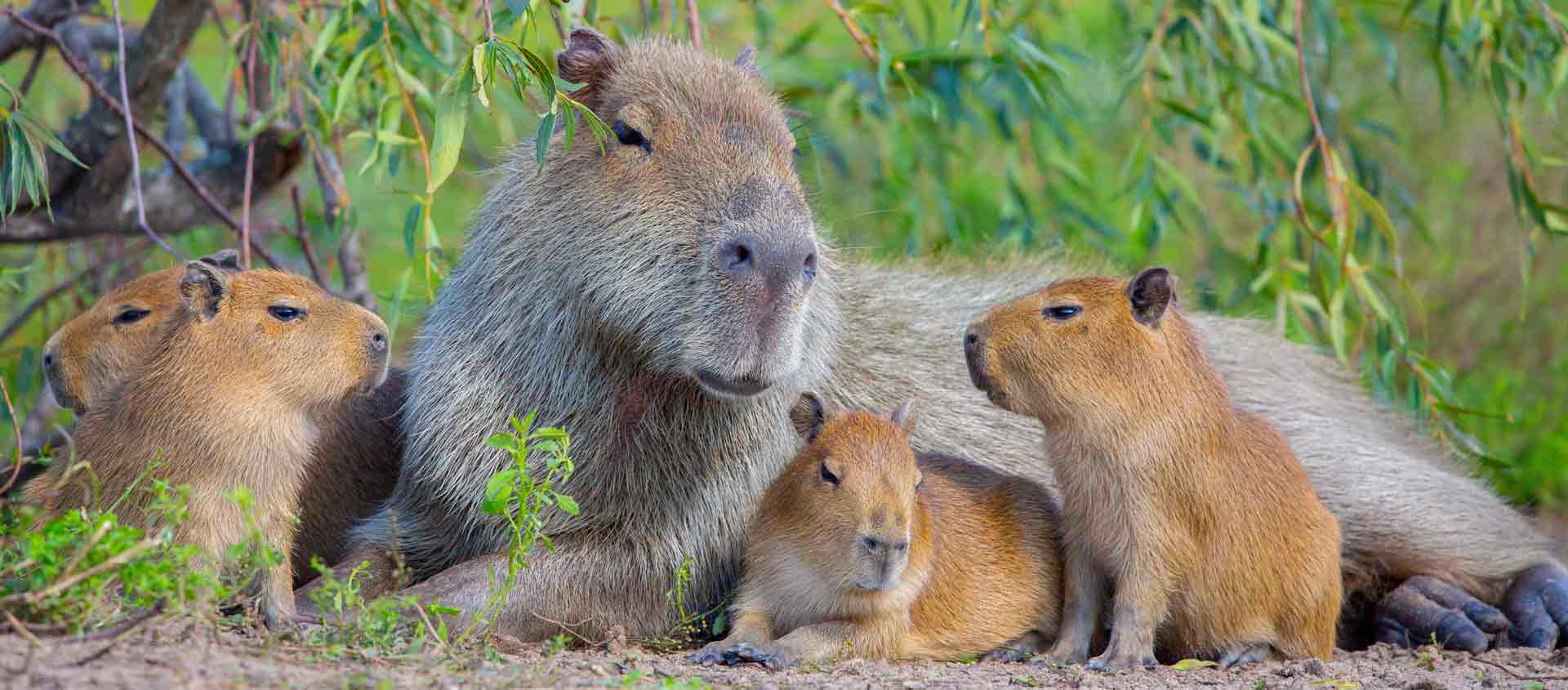 Northern Argentina and Chile Tour photo of Capybaras