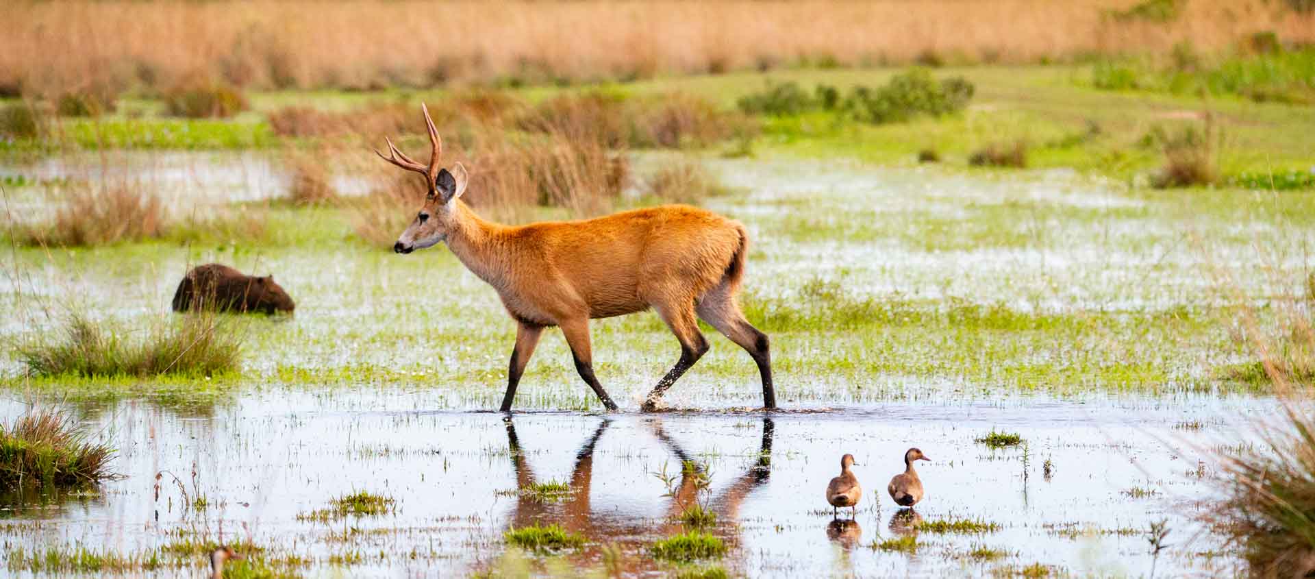 Northern Argentina and Chile Tour image of Marsh Deer