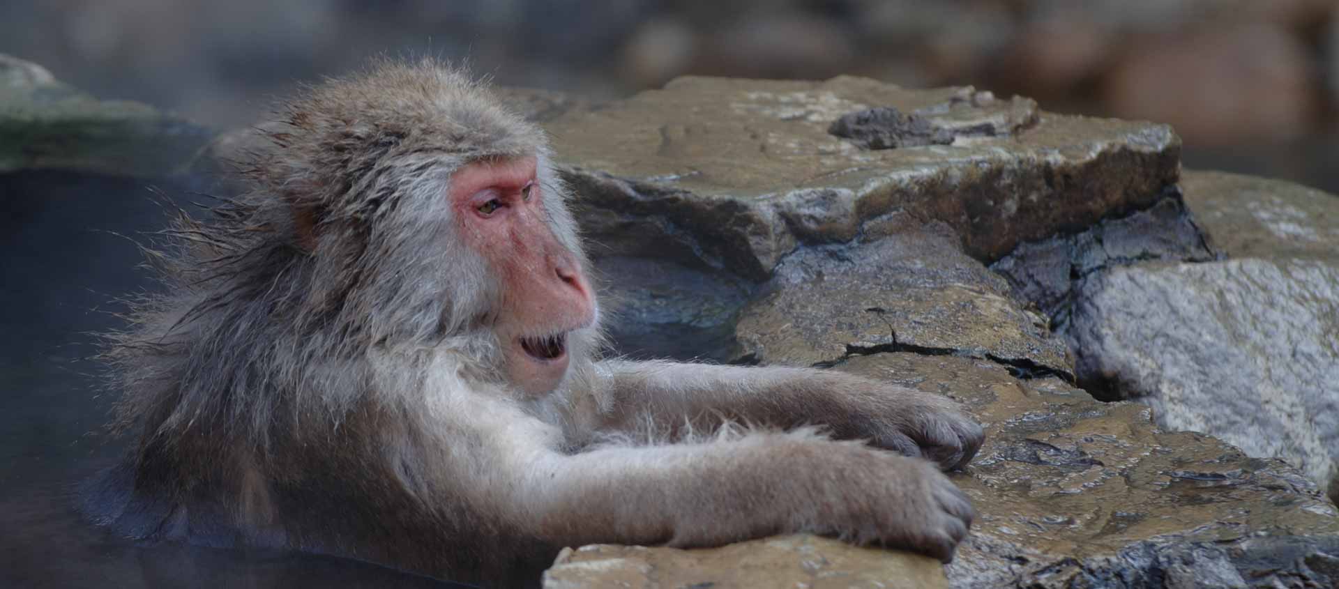 Japan winter wildlife tour image of a Japanese Macaque or Snow Monkey