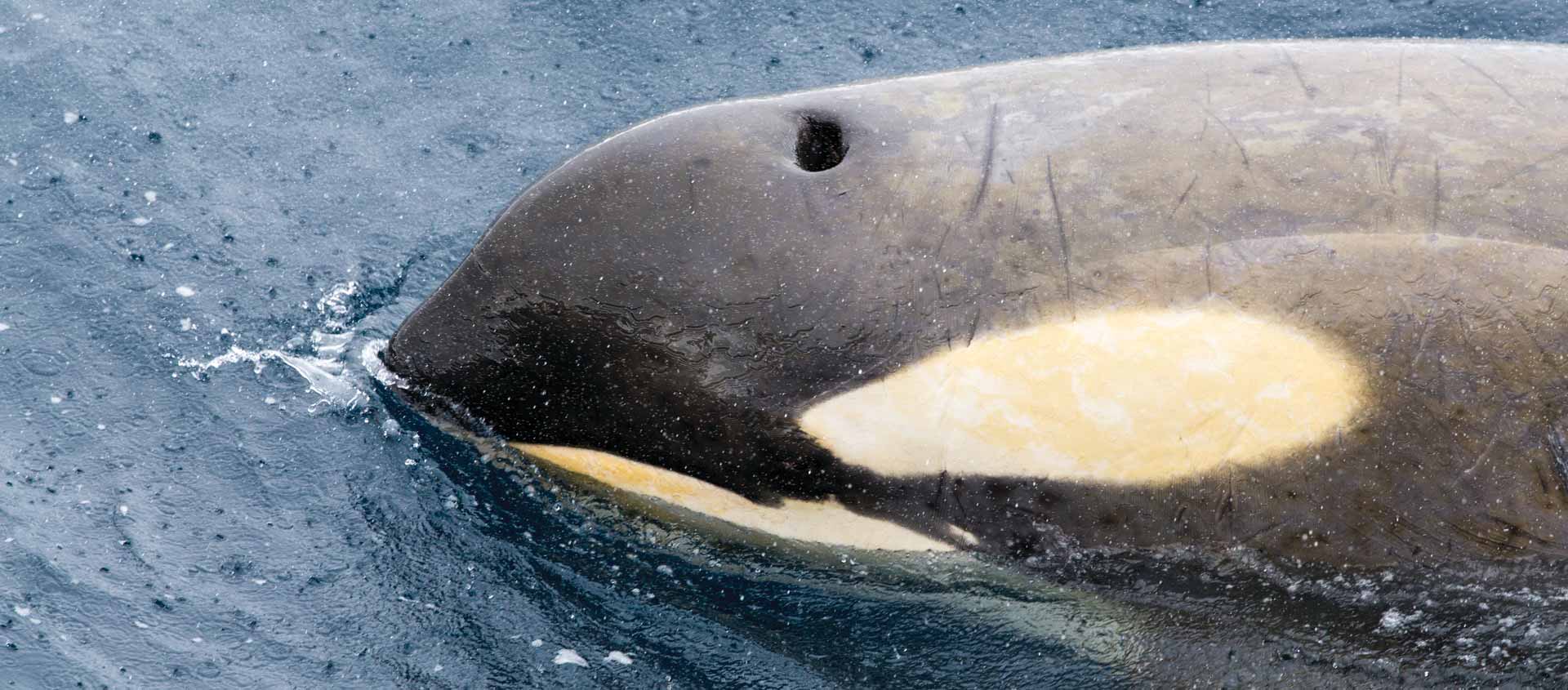 Deep South Antarctica cruise image showing Killer Whale