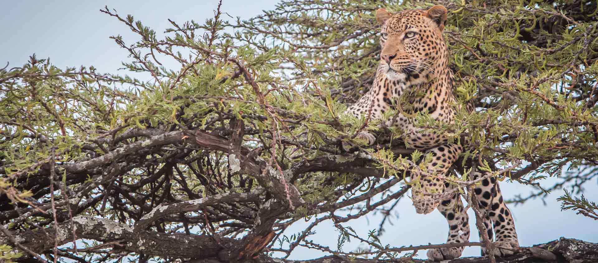 Tanzania safari of the Serengeti and Mahale image of a Leopard in a tree