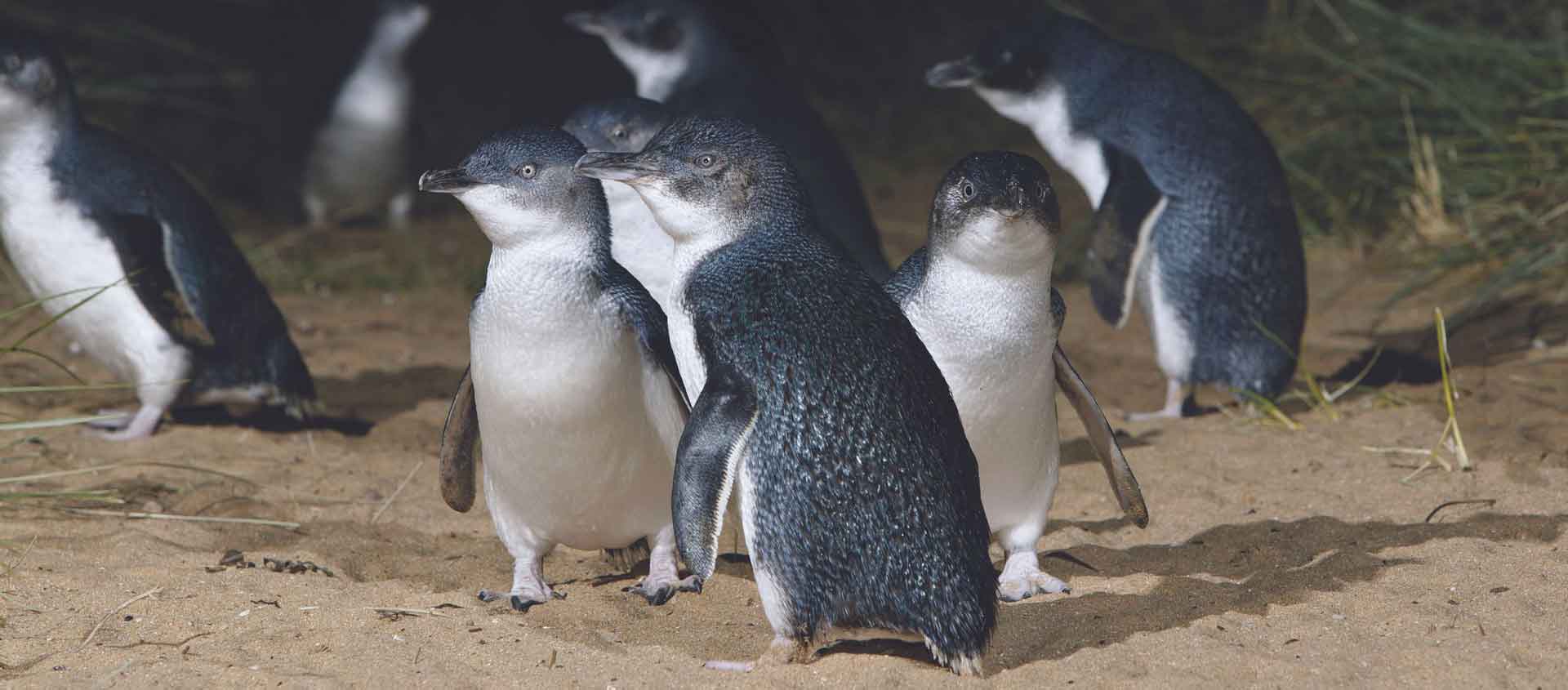 New Zealand South Island tour image of Little Penguins