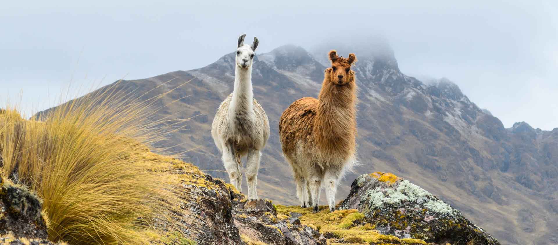 Costa Rica to Chile image depicting two llamas