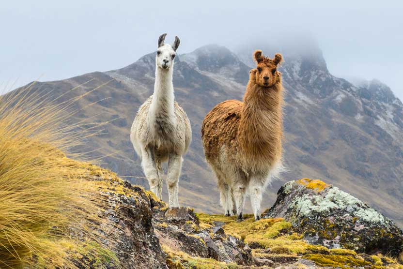Costa Rica to Chile Cruise photo showing llamas