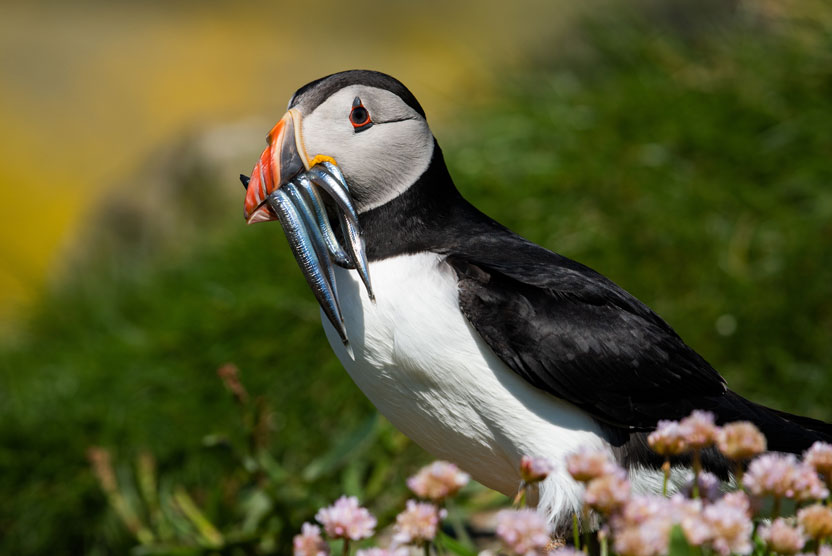 Cruise the British Isles and Norway portrait photo of an Atlantic Puffin