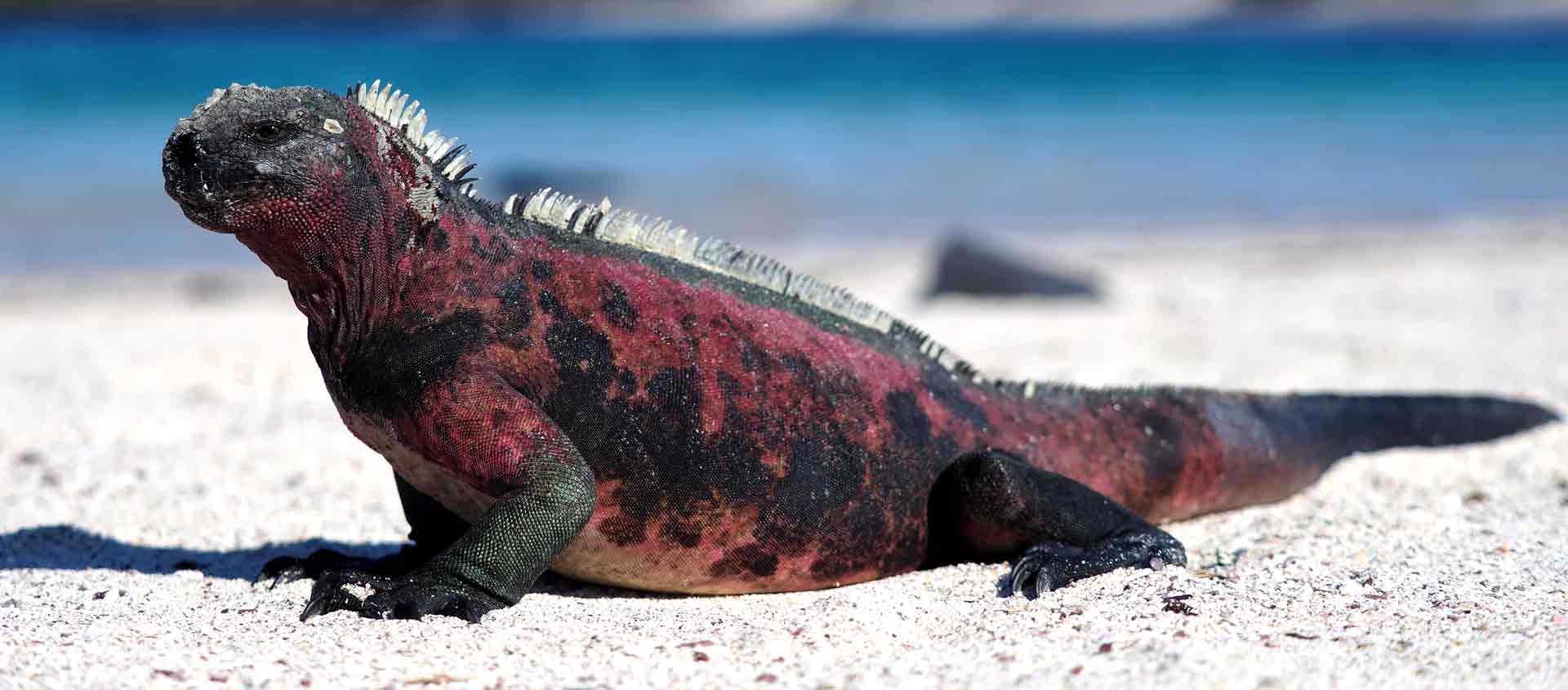 Galápagos Islands cruise image of Marine Iguana
